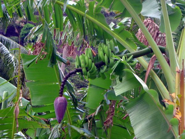 Bananas trees everywhere